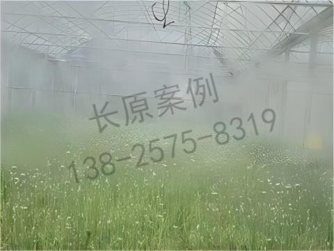 低成本、高效率：噴霧降溫在農(nóng)業(yè)中的創(chuàng)新應(yīng)用